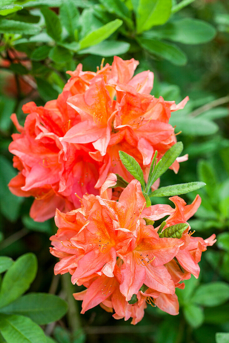 Rhododendron molle 'Von Gneist