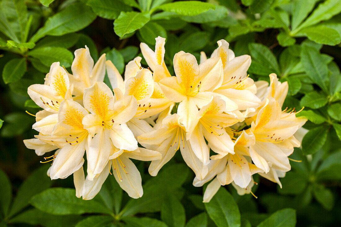 Rhododendron molle 'W.E. Gumbleton