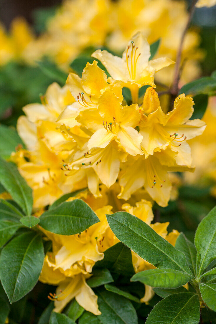Rhododendron luteum 'Moorgold