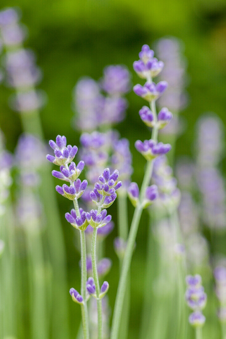 Lavandula angustifolia 'Munstead'