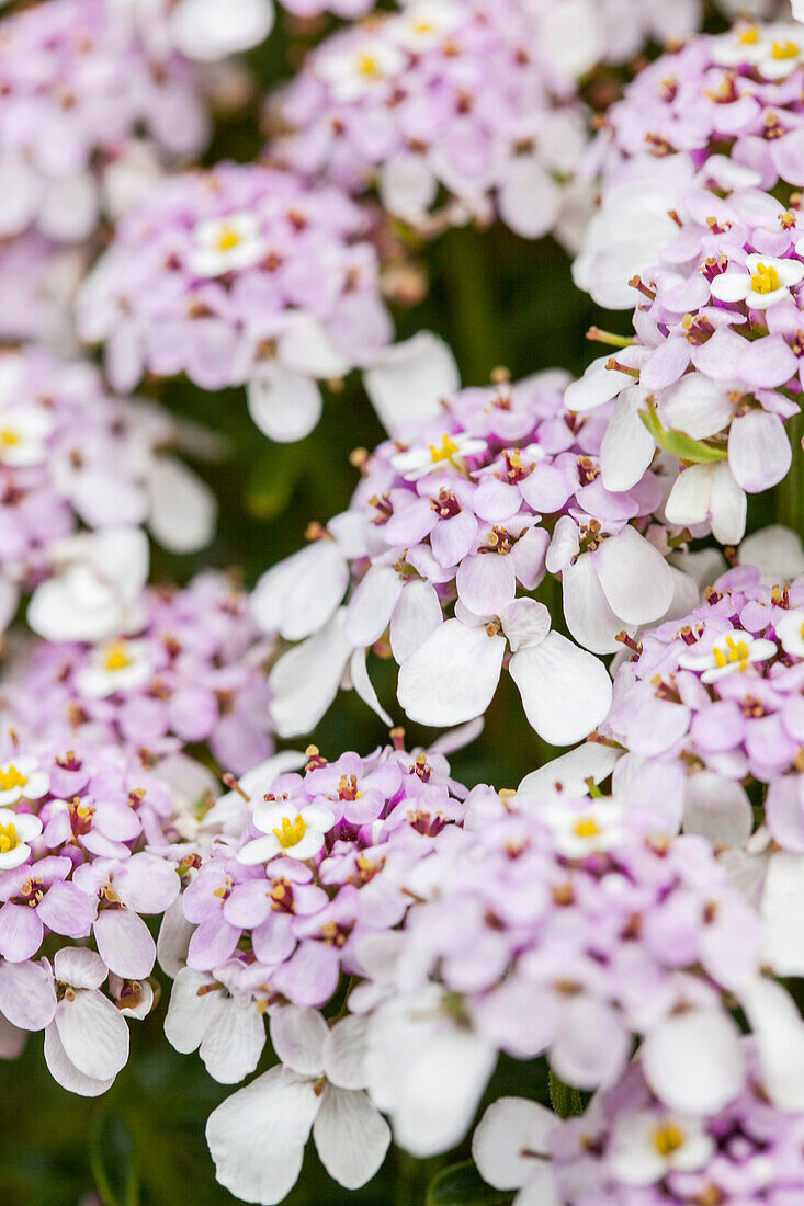 Iberis sempervirens, pink