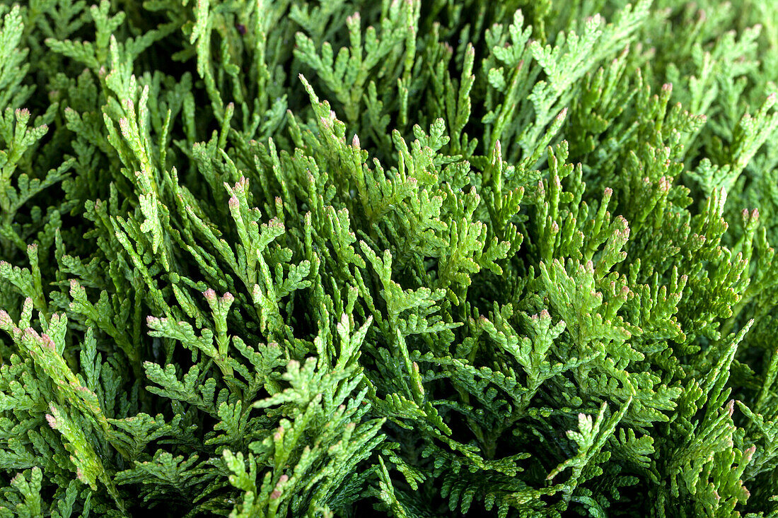 Thuja occidentalis 'Danica'