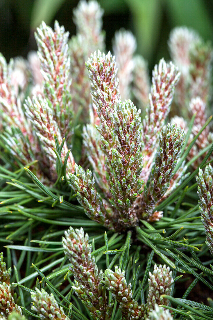 Pinus mugo 'Benjamin'