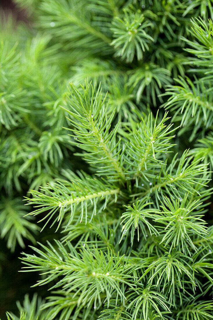 Picea glauca 'Conica'