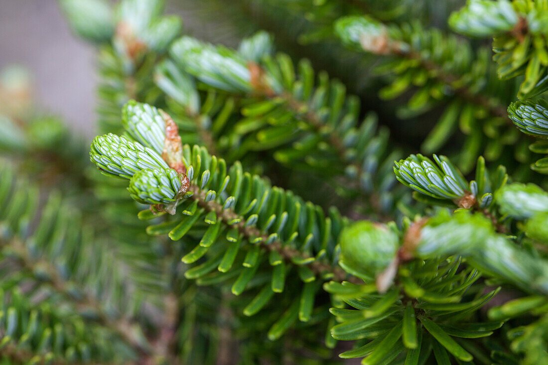 Abies koreana 'Molli'