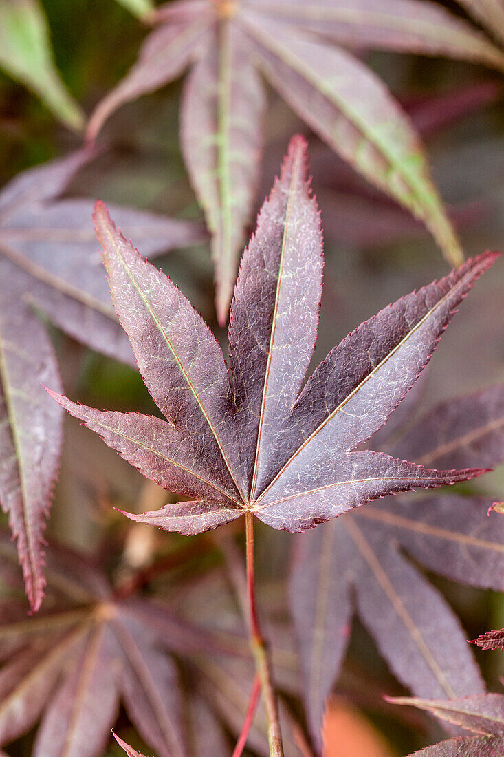 Acer palmatum 'Atropurpureum