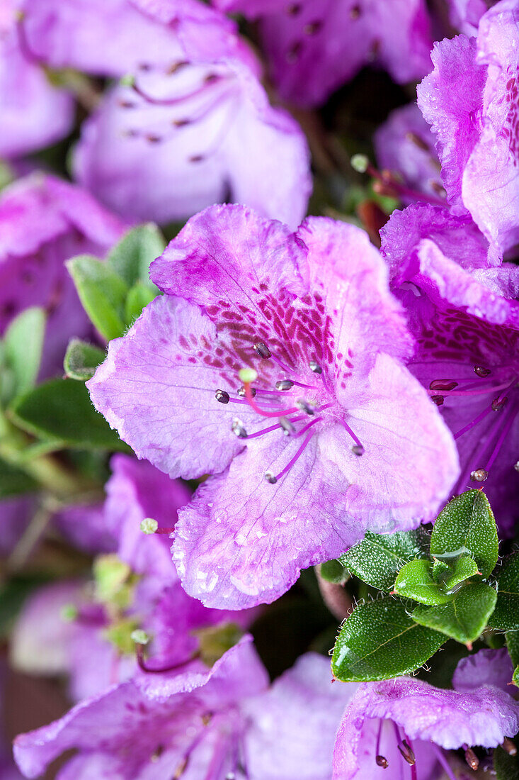 Rhododendron keleticum