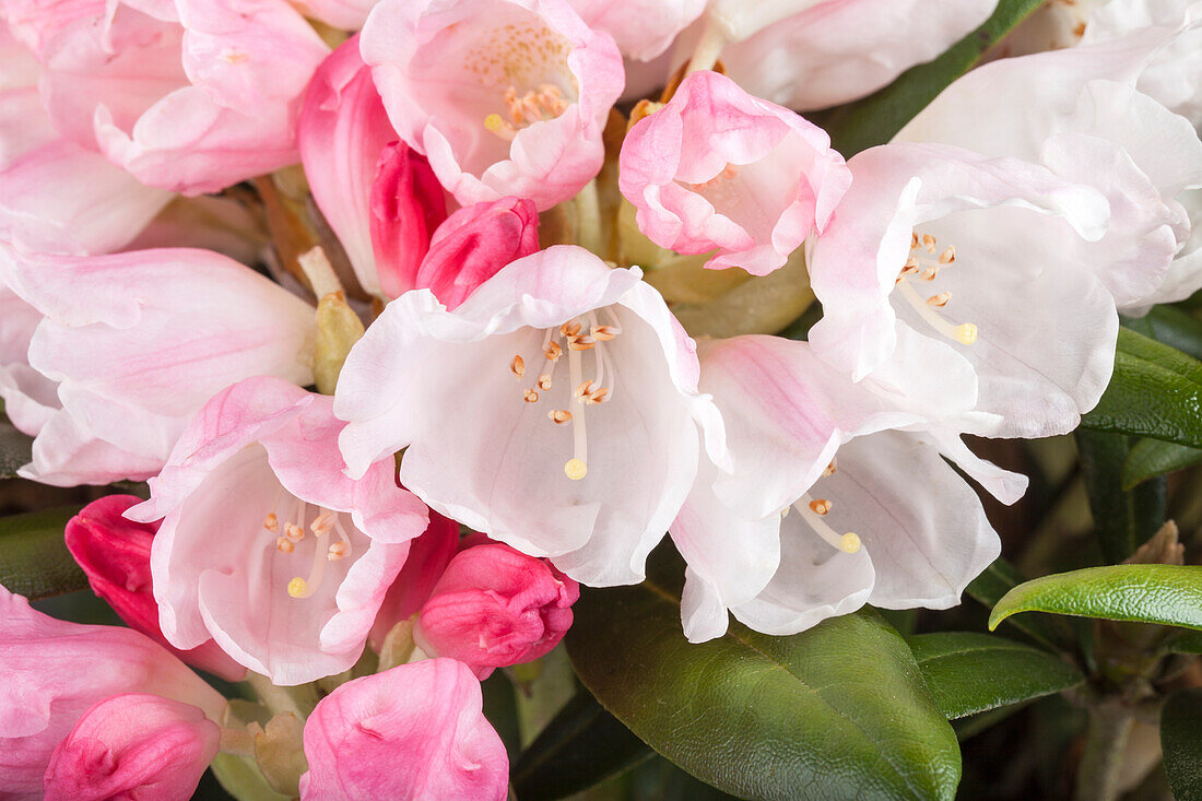 Rhododendron yakushimanum 'Koichiro Wada