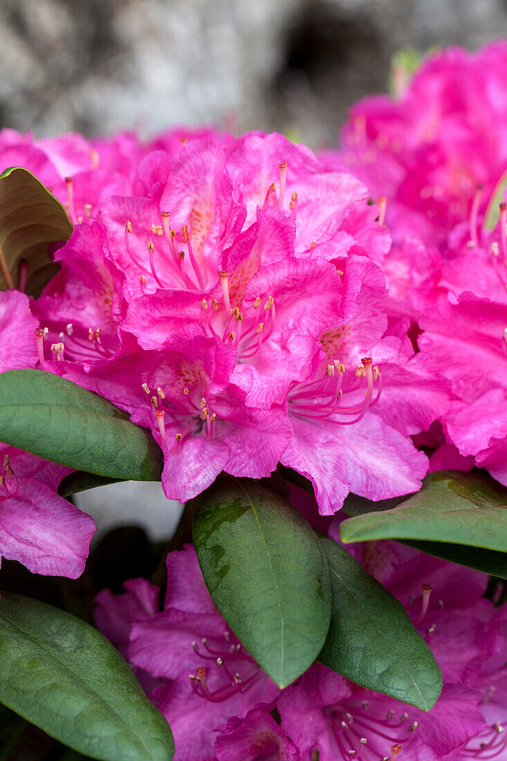 Rhododendron 'Catharine van Tol