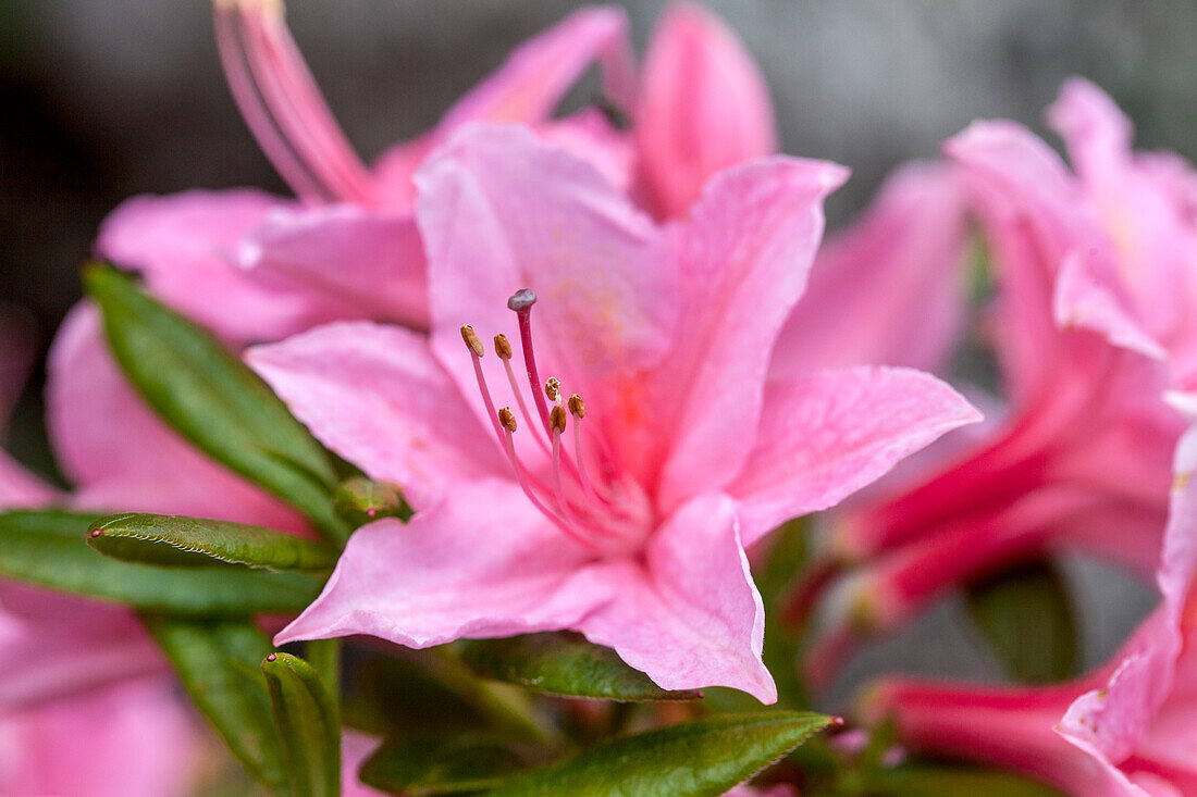 Rhododendron viscosum 'Jolie Madame'.