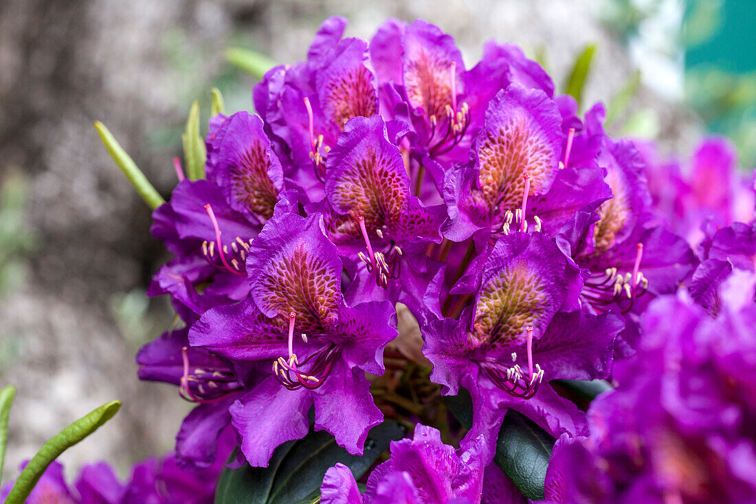 Rhododendron 'Marcel Menard'