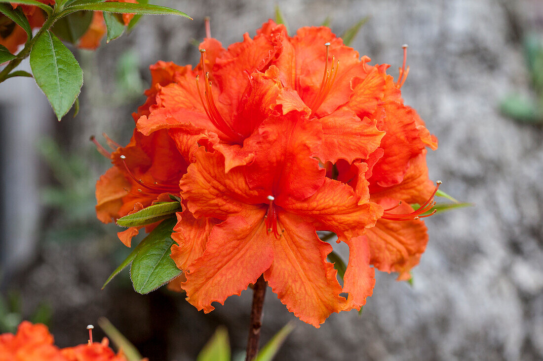 Rhododendron luteum 'Golden Eagle'