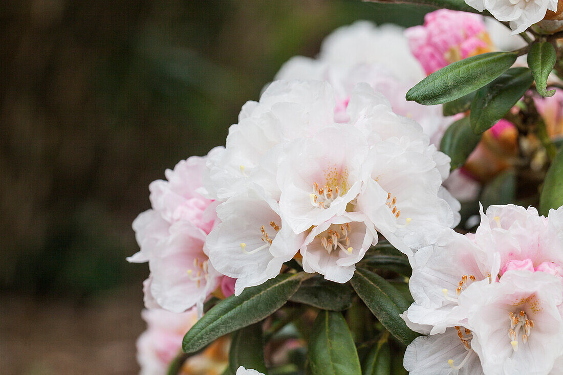 Rhododendron yakushimanum 'Koichiro Wada'