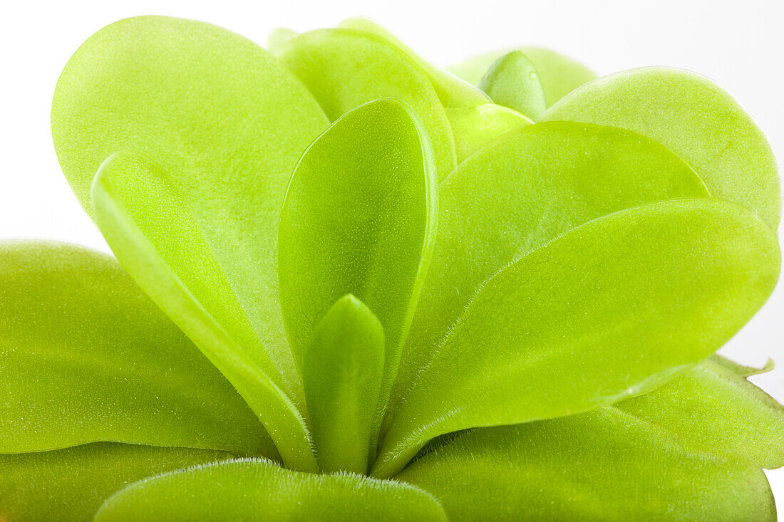 Pinguicula