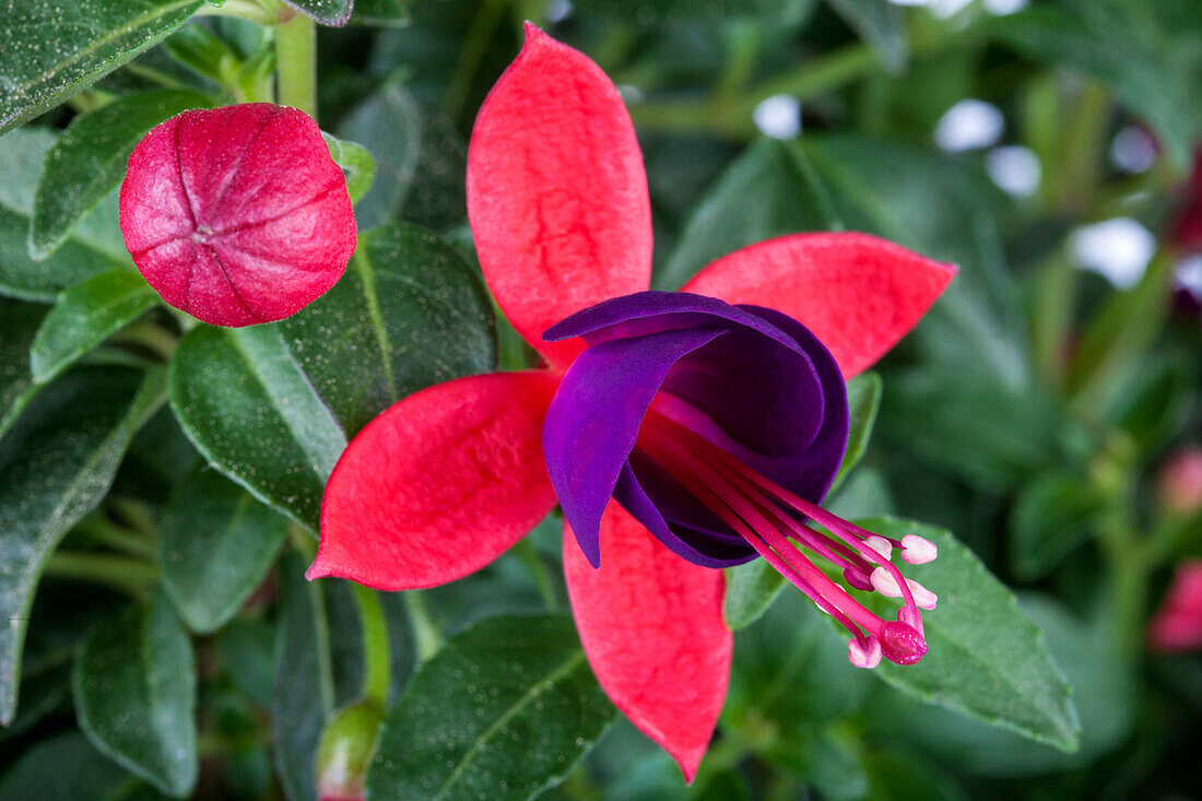 Fuchsia hybrids