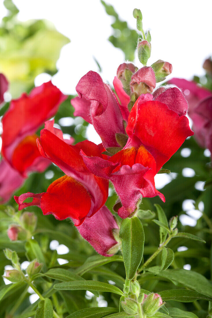 Antirrhinum majus