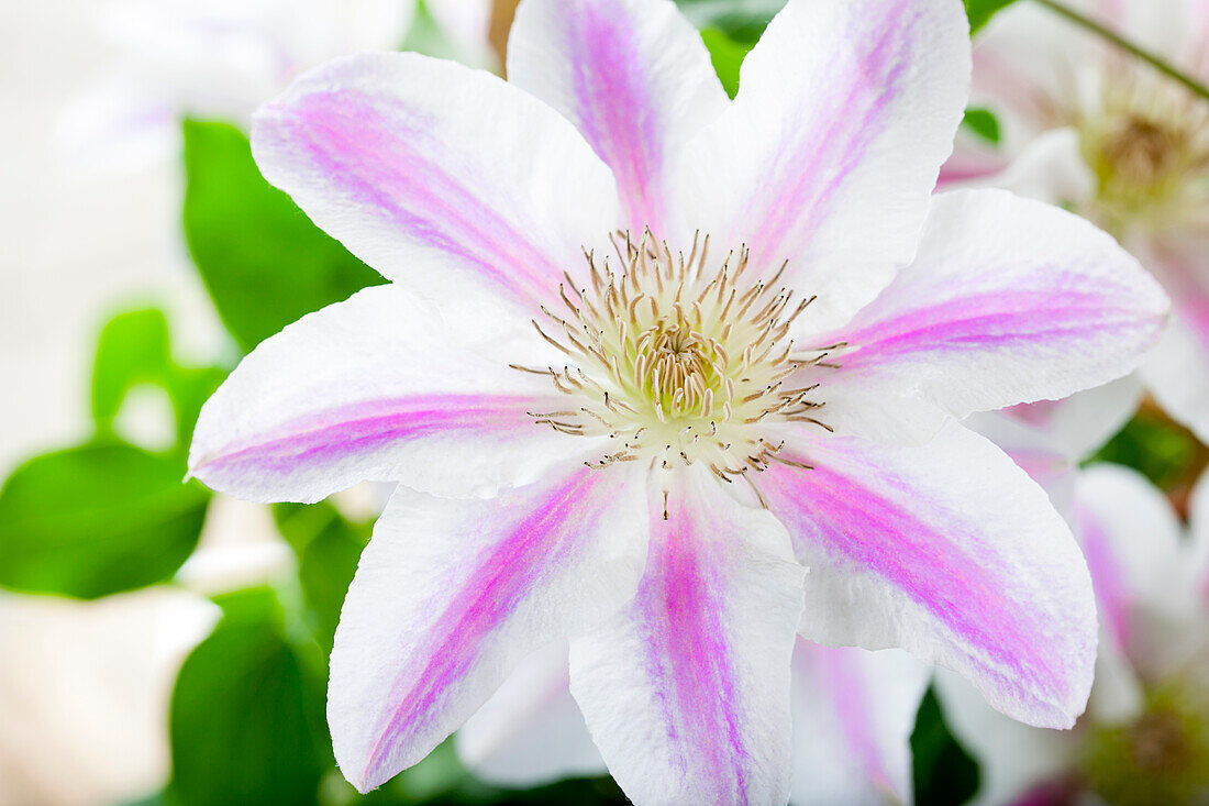 Clematis Lula'™ Boulevard ®