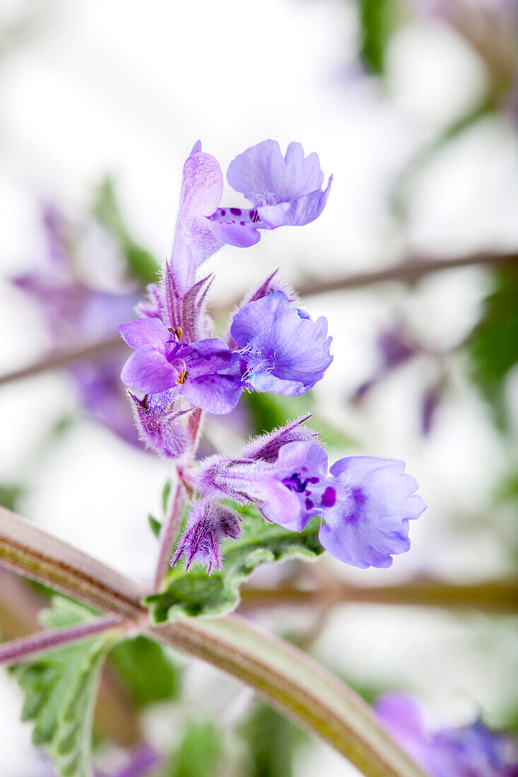 Nepeta x faassenii 'Walker's Low'