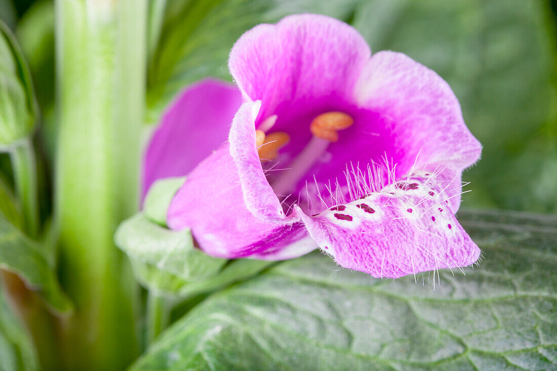 Digitalis purpurea