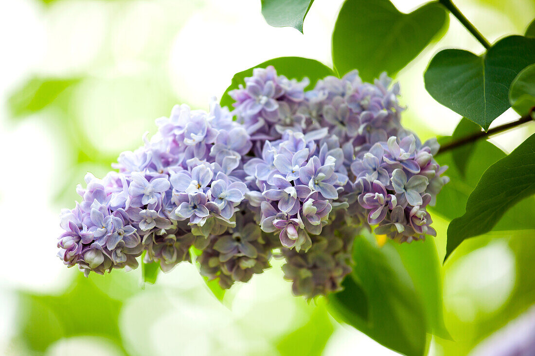 Syringa vulgaris