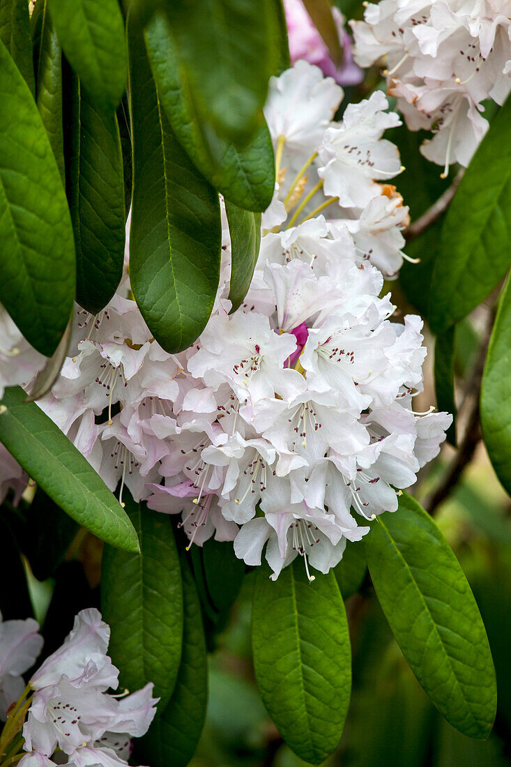 Rhododendron smirnowii 'Silver Arrow' (German)