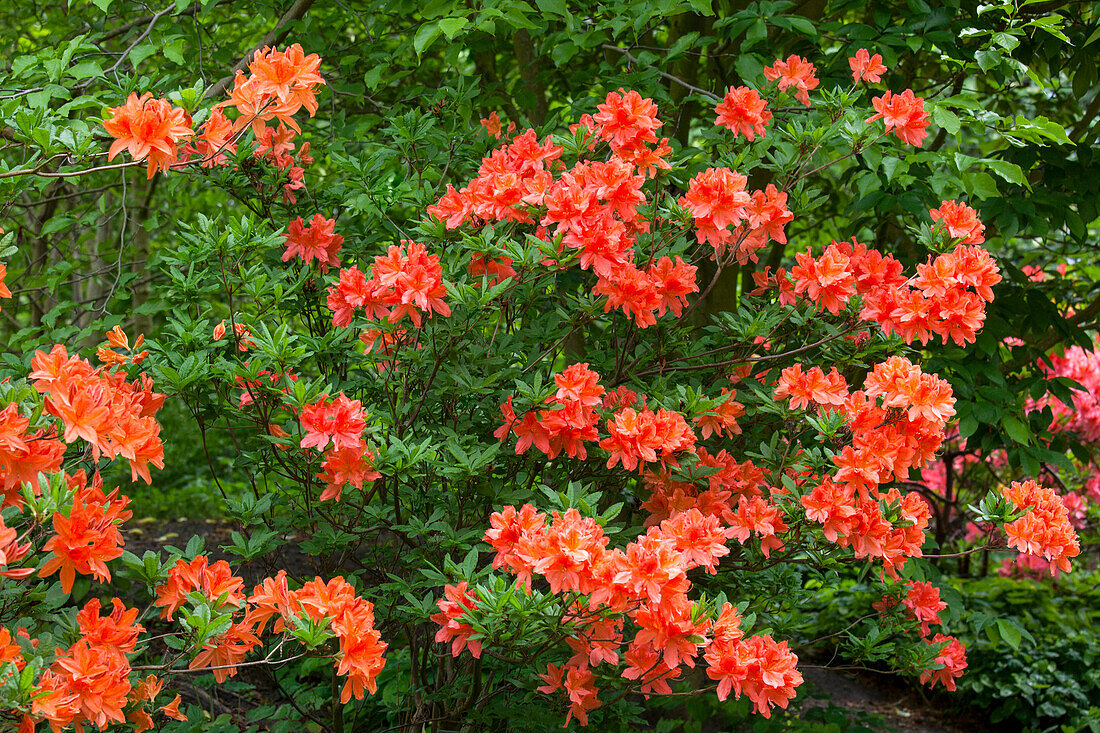 Rhododendron molle 'Hugo Koster'