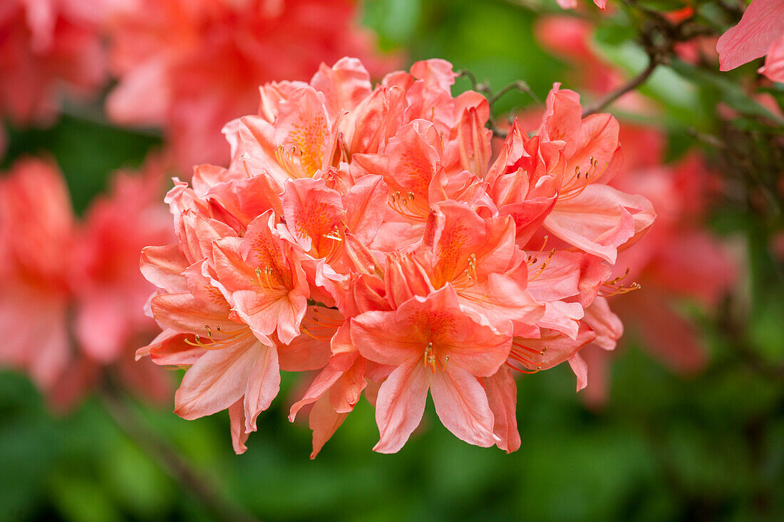 Rhododendron 'Dinie Metselaar' molle