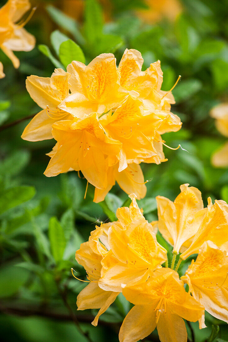 Rhododendron 'Koster's Yellow' molle