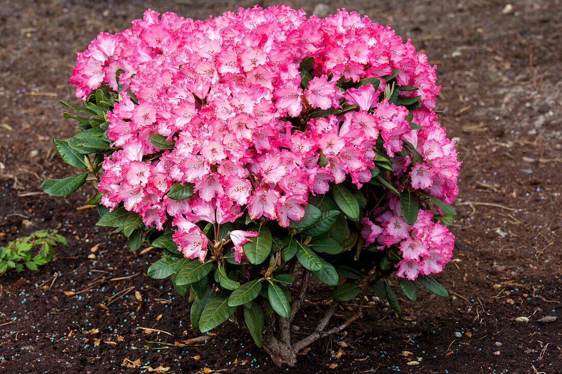 Rhododendron yakushimanum 'Kokette'