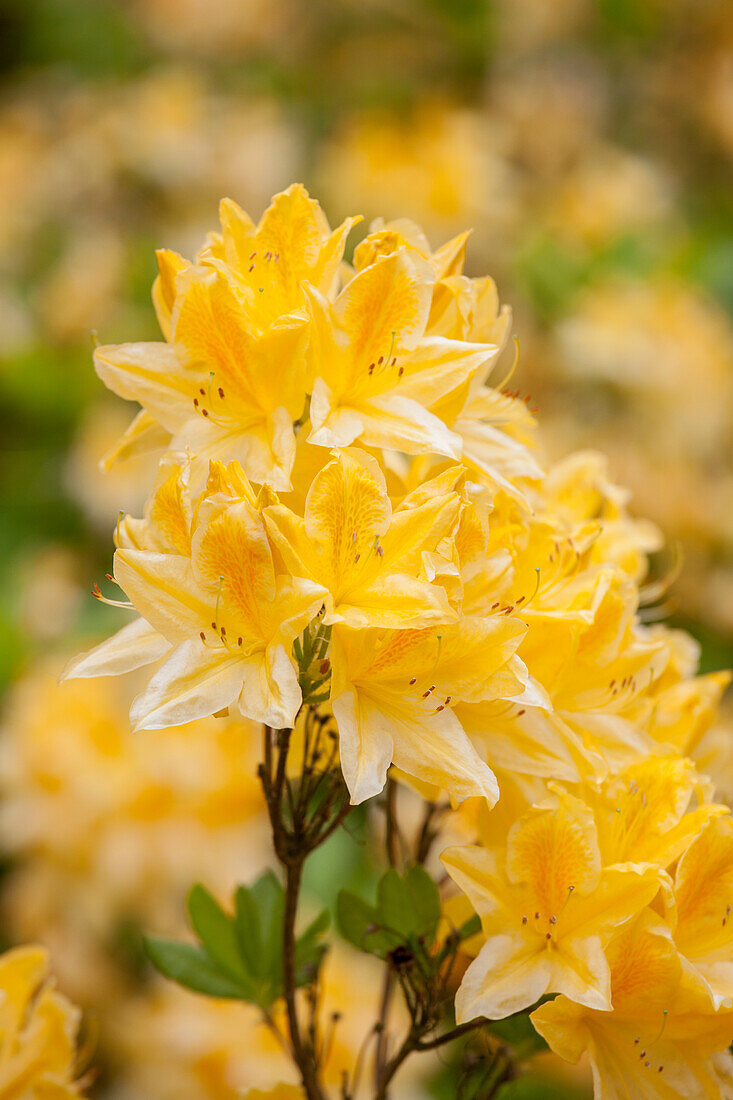 Rhododendron 'Adriaan Koster' molle