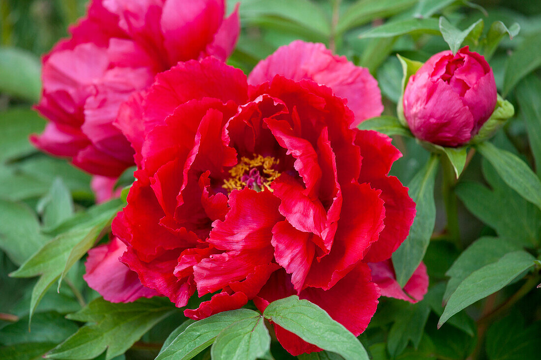 Paeonia lactiflora