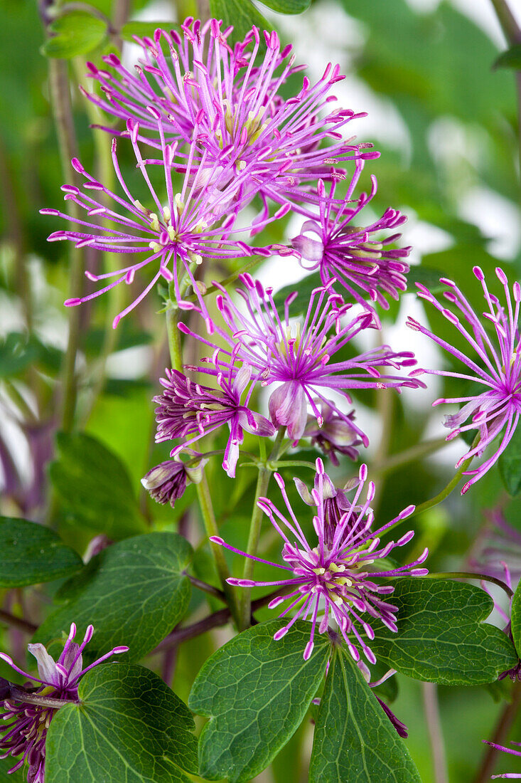 Thalictrum aquilegifolium 'Purplelicious'