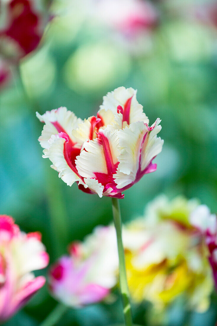 Tulipa 'Estella Rijnveld'