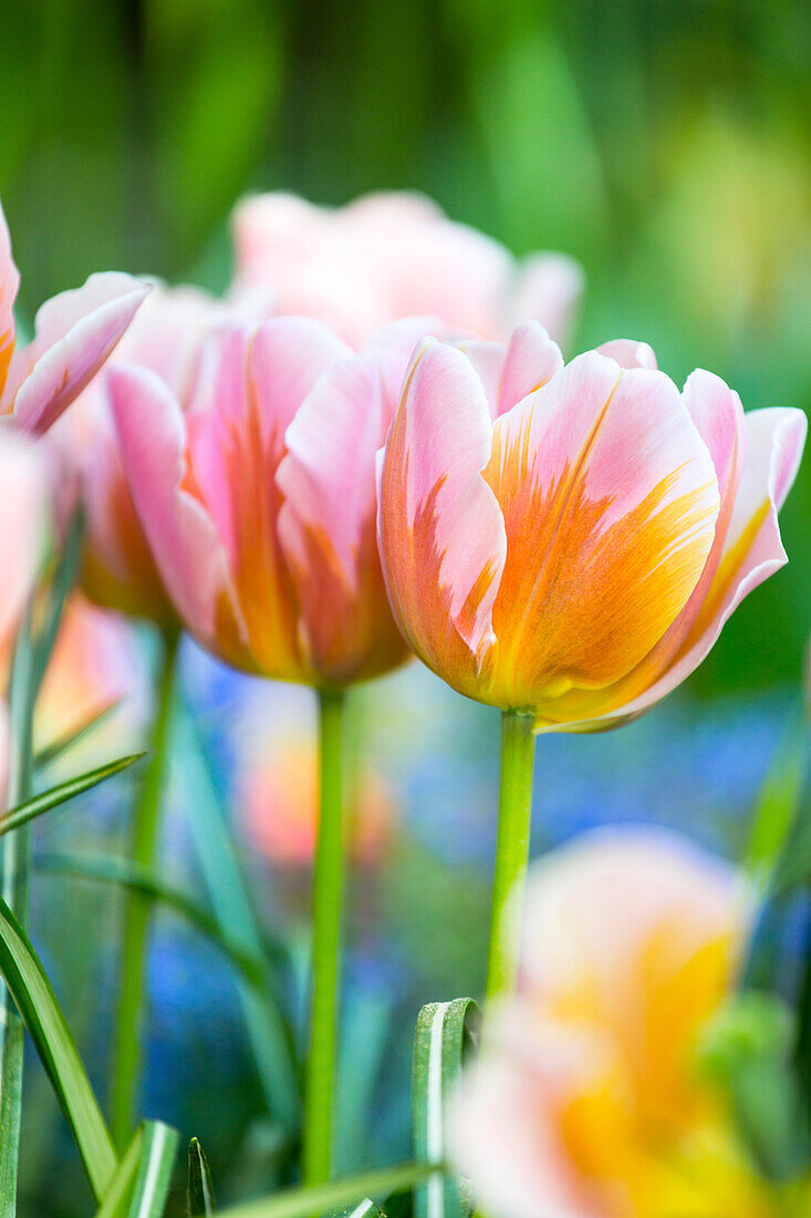 Tulipa