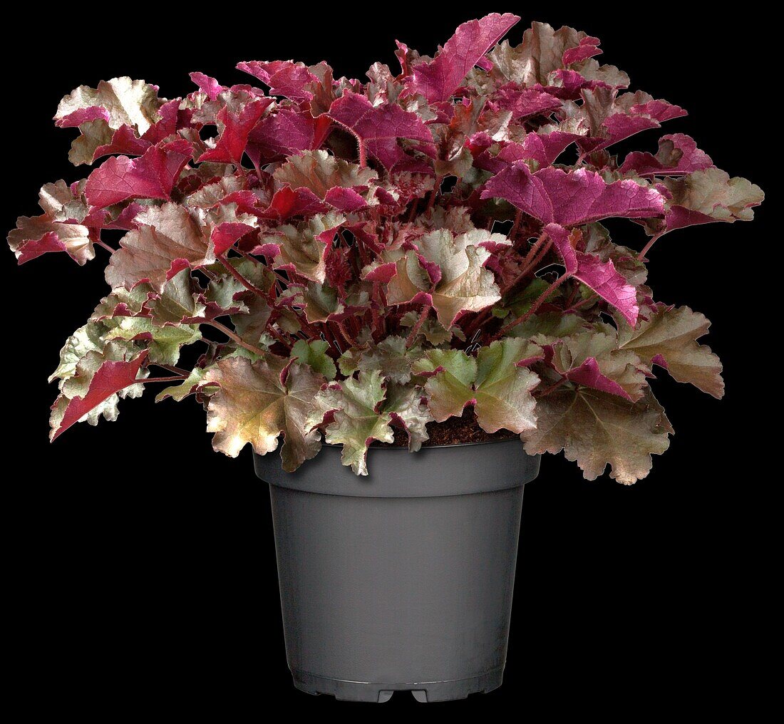 Heuchera micrantha 'Chocolate Ruffles'