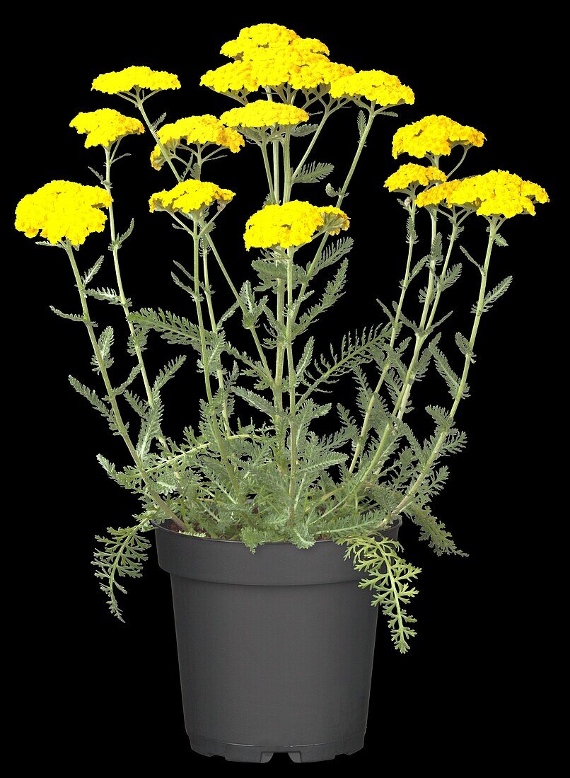 Achillea millefolium 'Little Moonshine'.