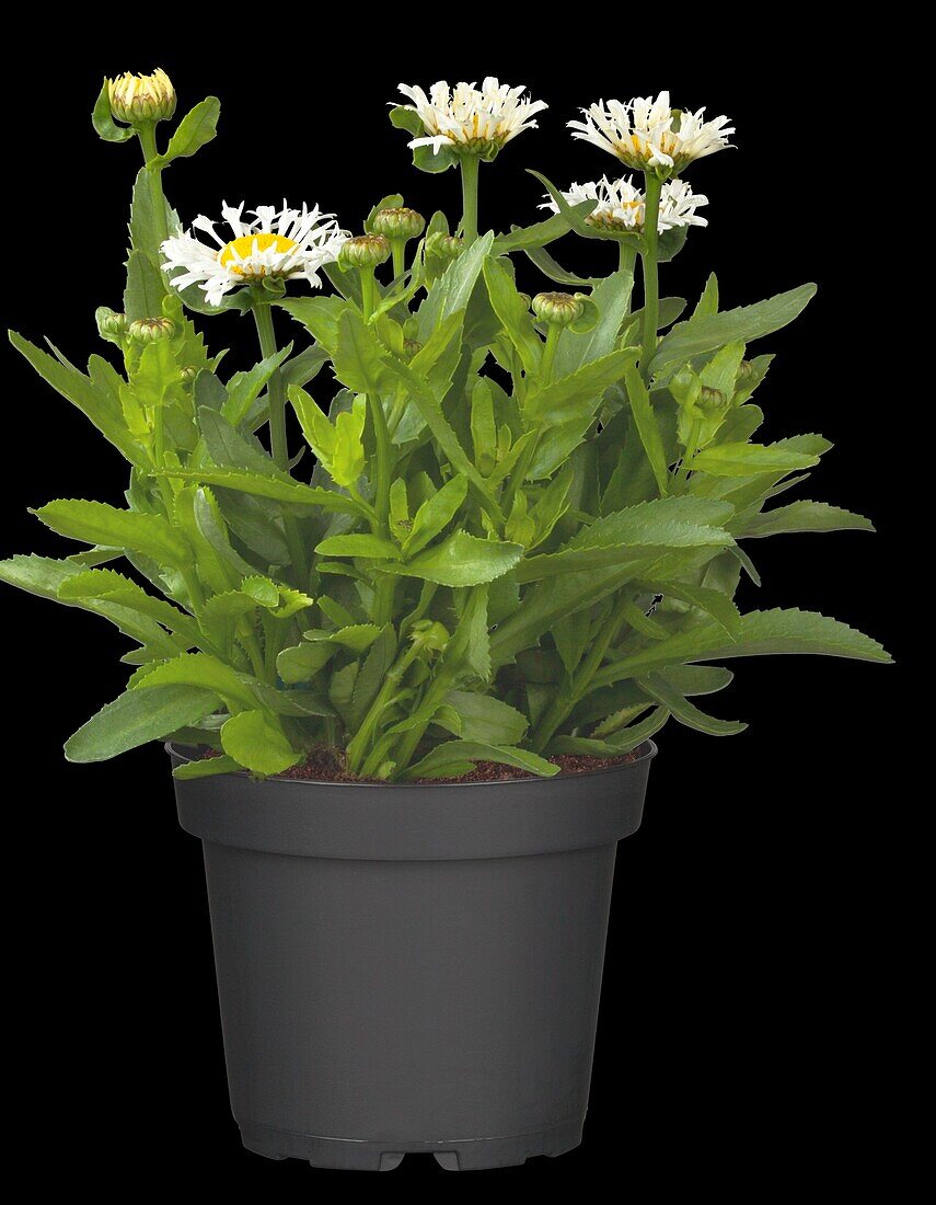 Leucanthemum x superbum 'LaCrosse'