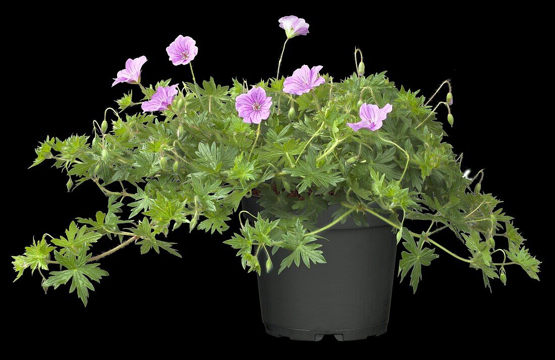 Geranium 'Blushing Turtle®'