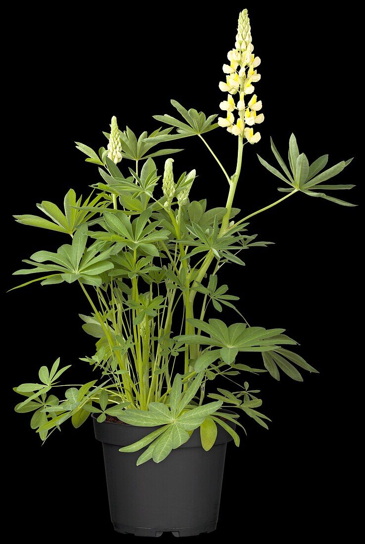 Lupinus polyphyllus 'Camelot Yellow'®