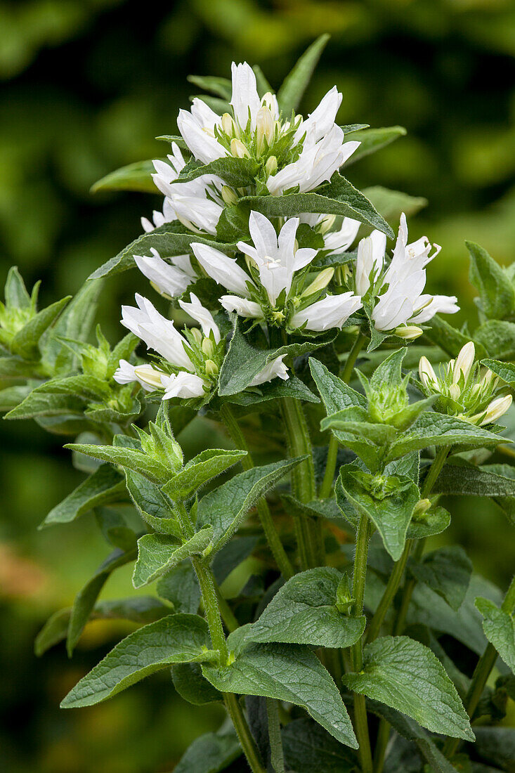 Campanula glomerata 'Alba'