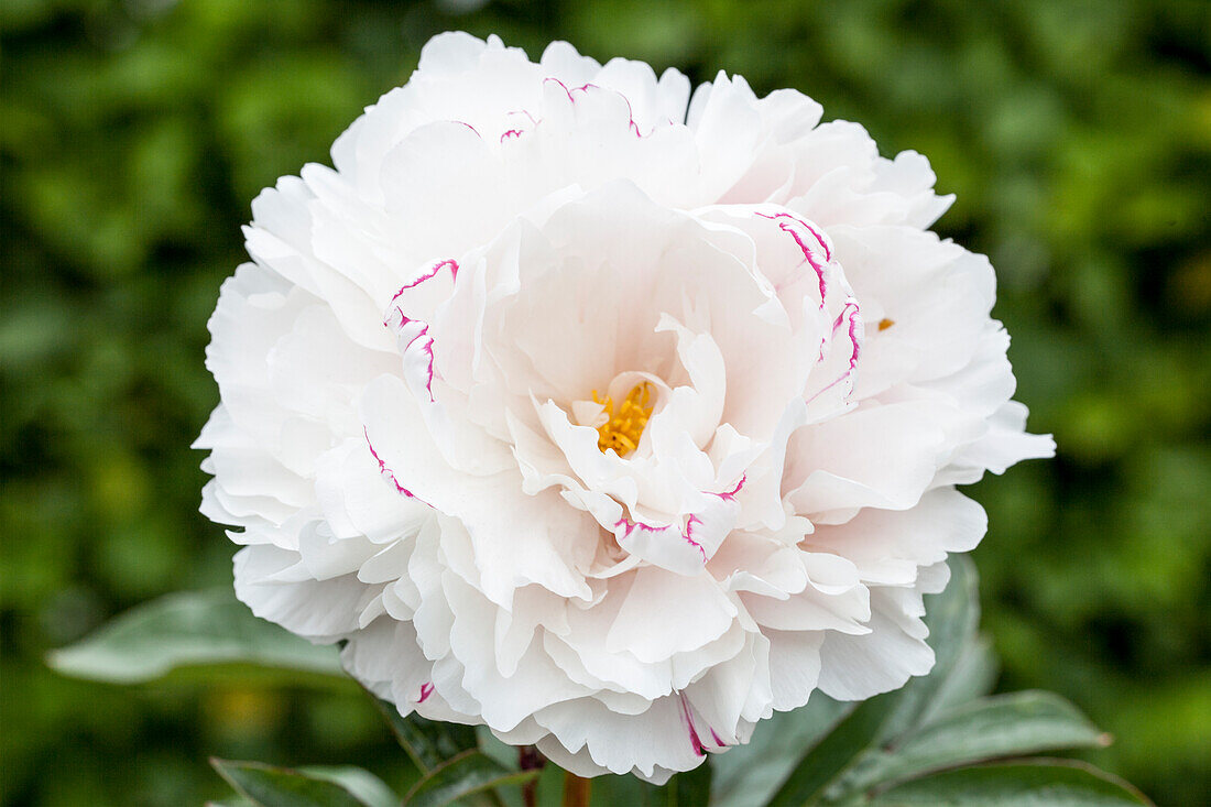 Paeonia lactiflora 'Sarah Bernhardt'