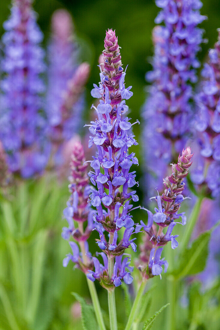 Salvia nemorosa 'Blauhügel' (Blue Hill)