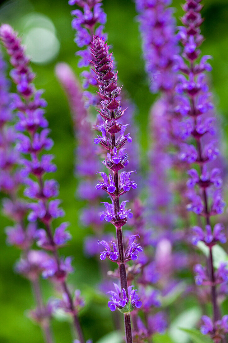 Salvia nemorosa 'Caradonna'