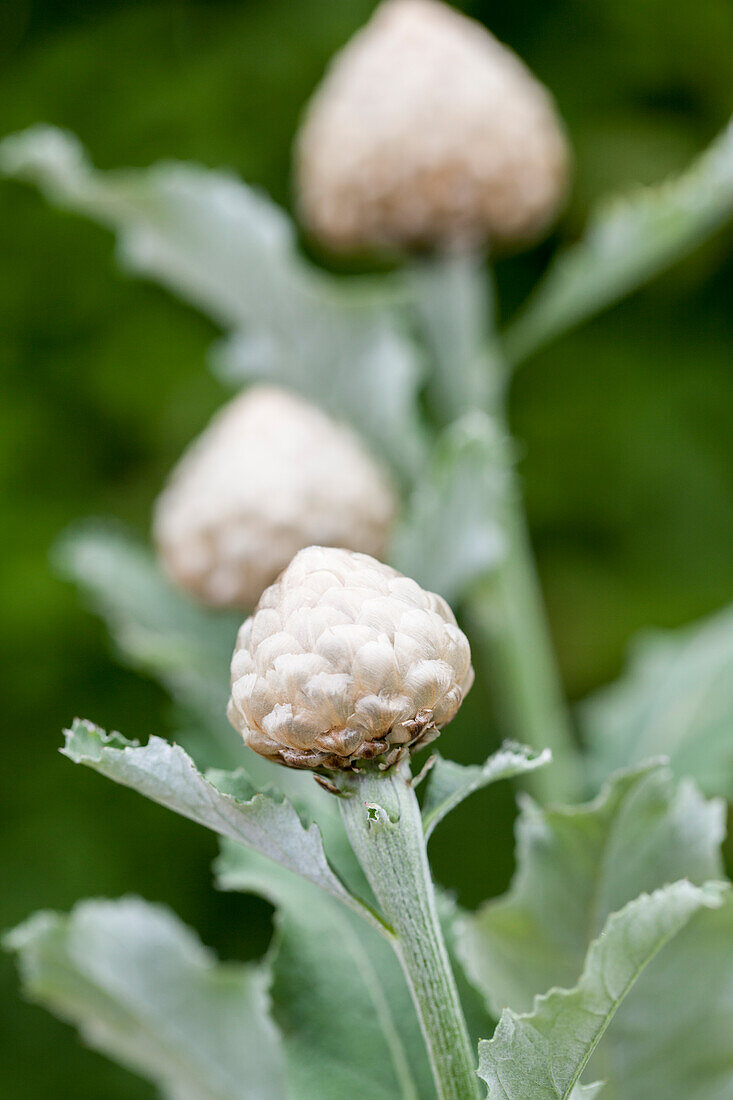 Centaurea 'Pulchra Major