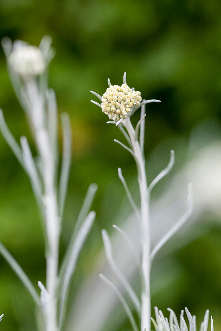Helichrysum italicum 'Tall