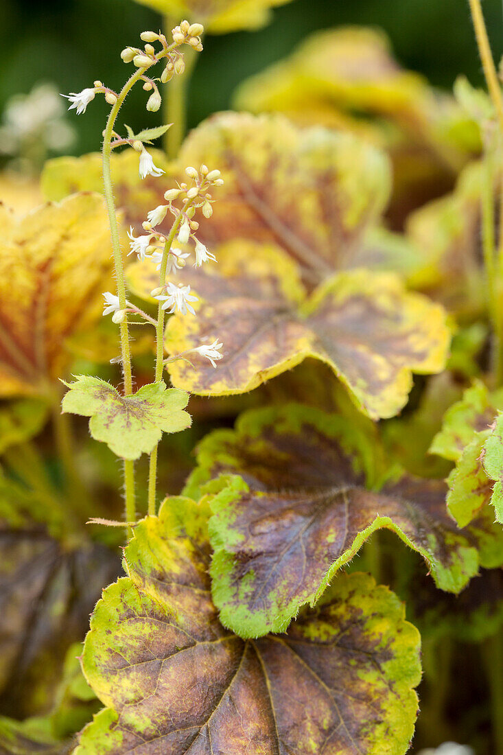 Heucherella alba 'Solar Eclipse'®