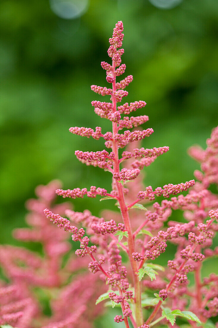 Astilbe japonica 'Younique Carmine'