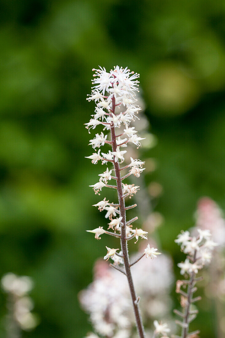 Tiarella laciniata Spring Symphony