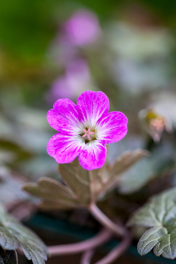 Geranium 'Orkney Cherry'(s)