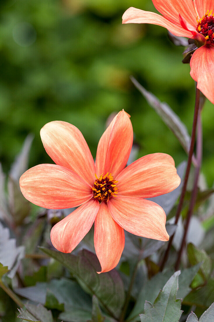 Dahlia 'Mystic Spirit